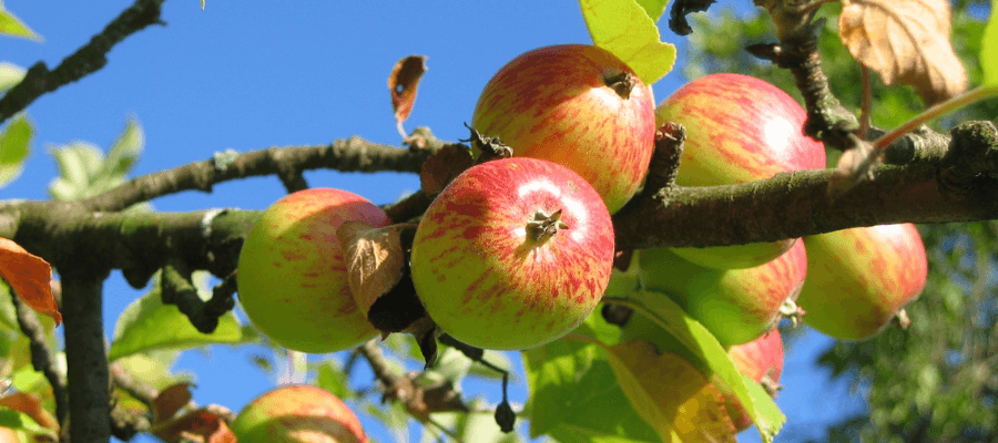 Wanneer is fruit rijp?
